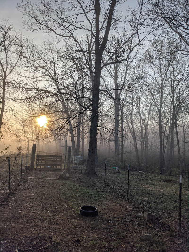 Foggy morning in front of the goat barn